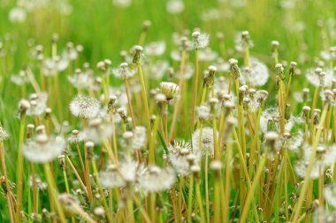 Bahar güzel dandelions yeşil çimen çiçekler.