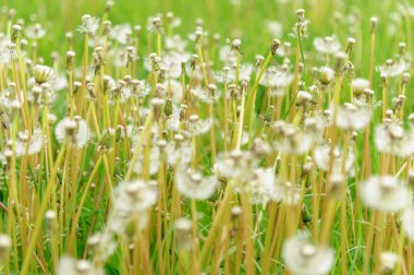 Bahar güzel dandelions yeşil çimen çiçekler.