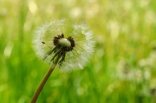 Fiori di primavera bei denti di leone in erba verde . — Foto Stock