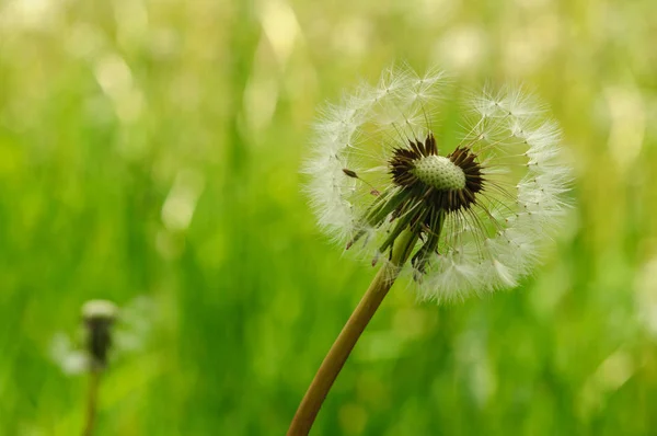 春の花緑の草に美しいタンポポ. — ストック写真