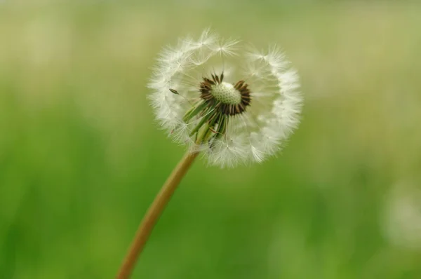 Frühlingsblumen schöner Löwenzahn im grünen Gras. — Stockfoto