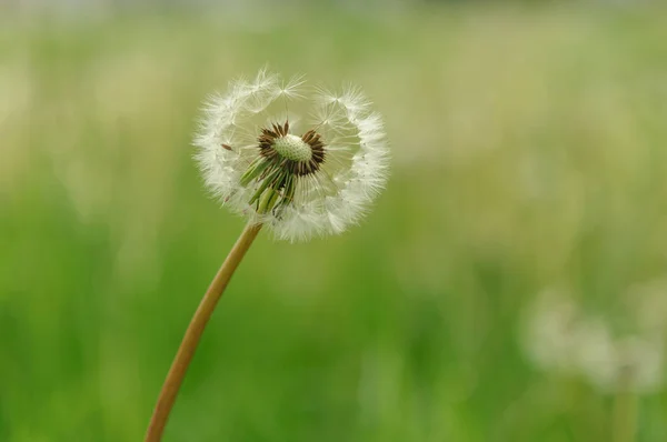 Lente bloemen mooi paardebloemen in groen gras. — Stockfoto