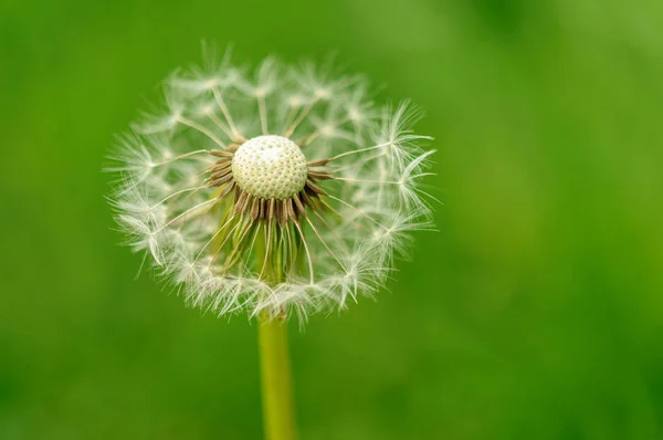 Våren blommor vackra maskrosor i grönt gräs. — Stockfoto