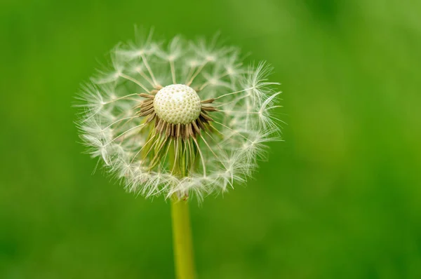 Våren blommor vackra maskrosor i grönt gräs. — Stockfoto