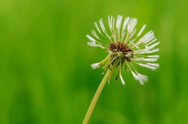 Frühlingsblumen schöner Löwenzahn im grünen Gras. — Stockfoto