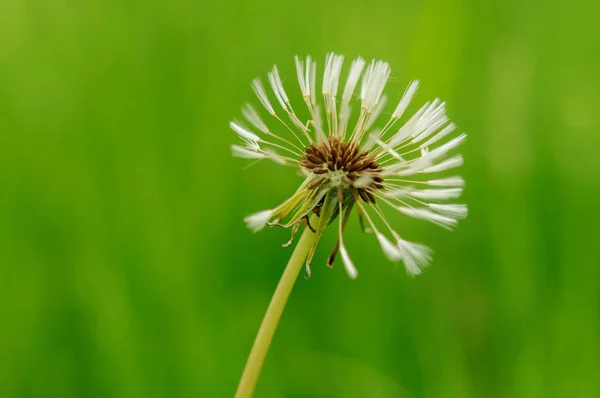 Frühlingsblumen schöner Löwenzahn im grünen Gras. — Stockfoto