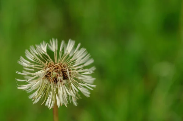 Frühlingsblumen schöner Löwenzahn im grünen Gras. — Stockfoto