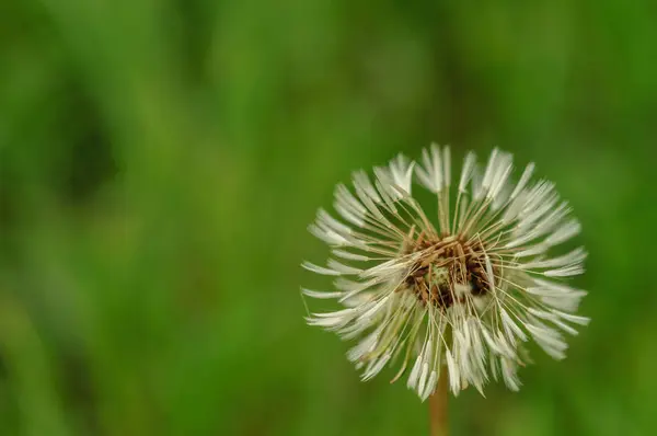 Frühlingsblumen schöner Löwenzahn im grünen Gras. — Stockfoto