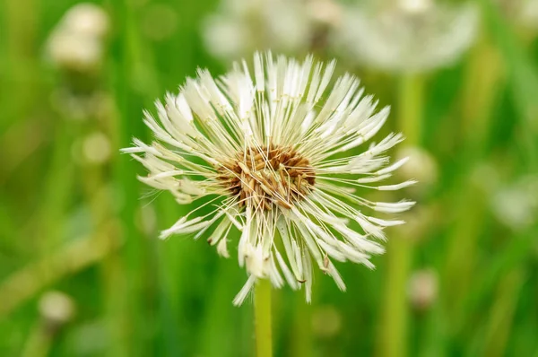 Tavaszi virágok, szép pitypang zöld fű. — Stock Fotó