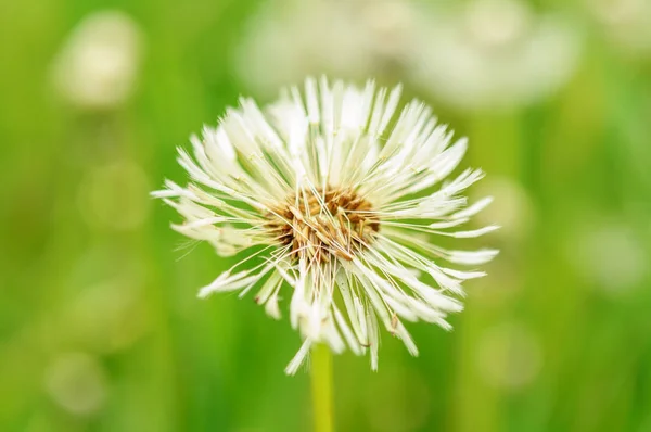 Flores de primavera hermosos dientes de león en hierba verde . —  Fotos de Stock