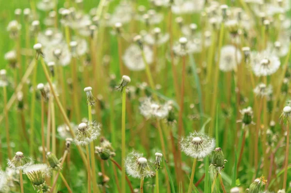 Flori de primăvară păpădie frumoasă în iarbă verde . — Fotografie, imagine de stoc