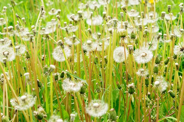 Flori de primăvară păpădie frumoasă în iarbă verde . — Fotografie, imagine de stoc