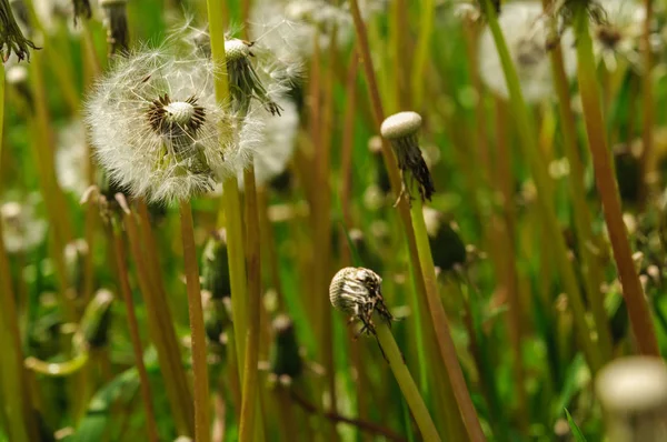 春の花緑の草に美しいタンポポ. — ストック写真