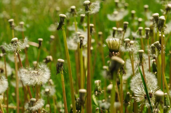 Fiori di primavera bei denti di leone in erba verde . — Foto Stock