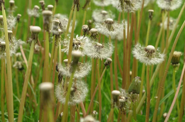 Fiori di primavera bei denti di leone in erba verde . — Foto Stock