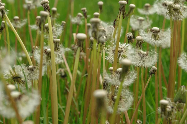 Fiori di primavera bei denti di leone in erba verde . — Foto Stock