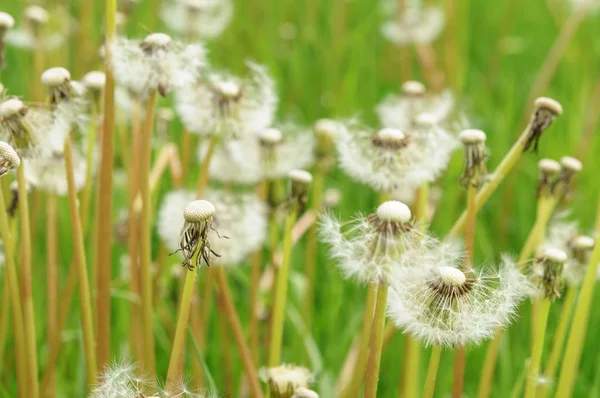 Fiori di primavera bei denti di leone in erba verde . — Foto Stock