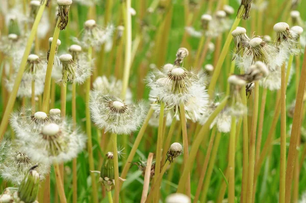 Fiori di primavera bei denti di leone in erba verde . — Foto Stock