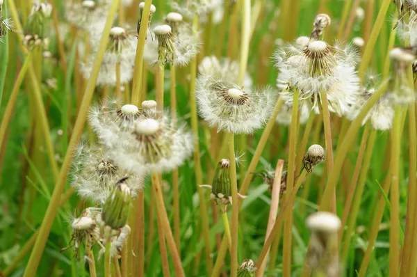 Fiori di primavera bei denti di leone in erba verde . — Foto Stock