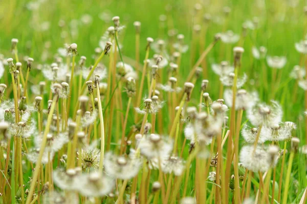 Весенние цветы красивые одуванчики в зеленой траве . — стоковое фото