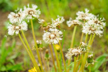 Damlalı ıslak karahindiba tohumunun yakın çekimi
