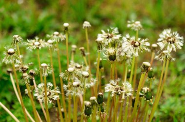 Damlalı ıslak karahindiba tohumunun yakın çekimi