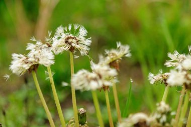 Damlalı ıslak karahindiba tohumunun yakın çekimi