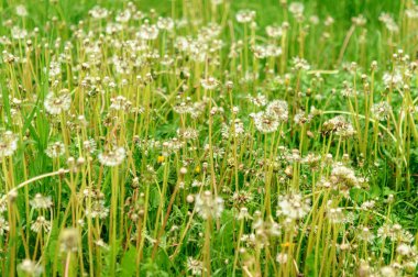 Damlalı ıslak karahindiba tohumunun yakın çekimi
