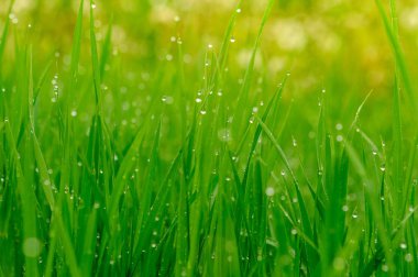 Su damlalı yeşil çimen