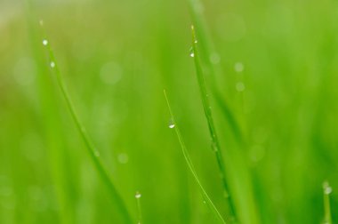 Su damlalı yeşil çimen