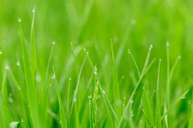 Su damlalı yeşil çimen