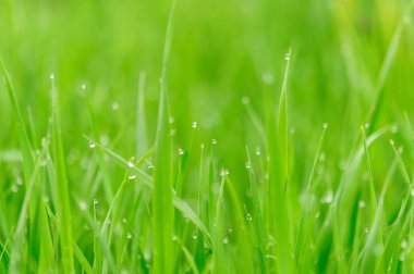 Su damlalı yeşil çimen