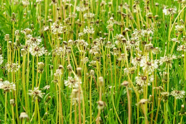 Primo piano di semi di tarassaco bagnati con gocce — Foto Stock