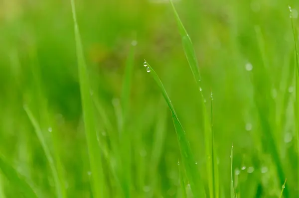 绿草加水滴 — 图库照片