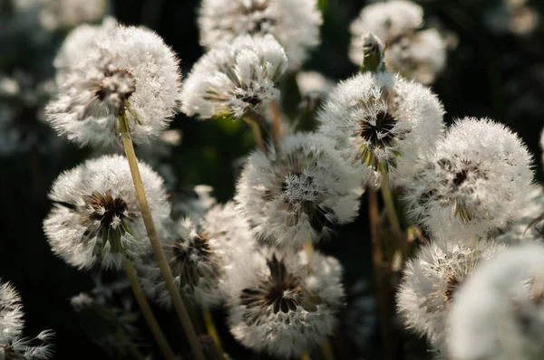 Dente di leone fiore sfondo del paesaggio estivo . — Foto Stock