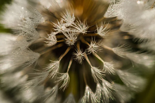 Квітка кульбаби фон літнього пейзажу . — стокове фото