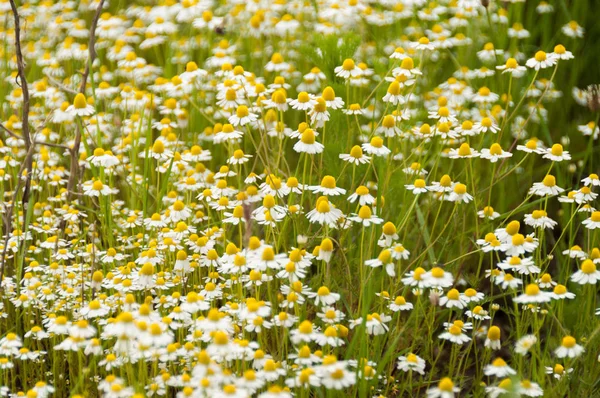 Mnóstwo kwiatów rumianku na letnie — Zdjęcie stockowe