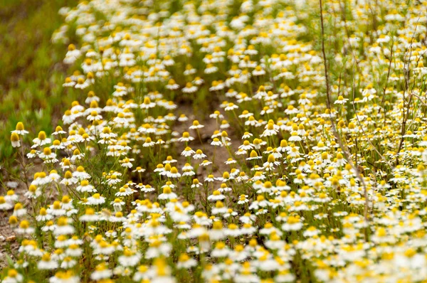 Muitas flores de camomila em um verão — Fotografia de Stock