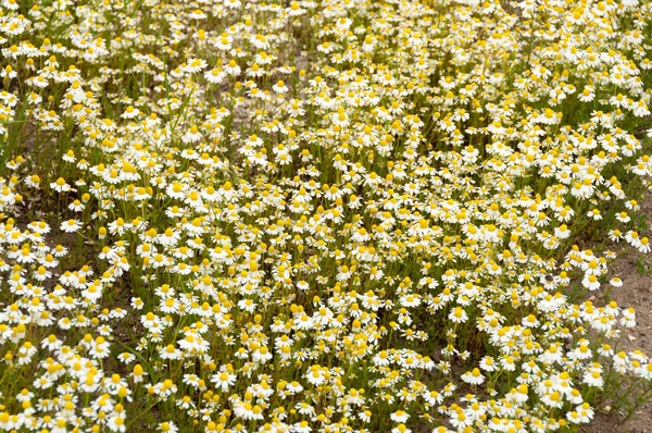 Muchas flores de manzanilla en un verano —  Fotos de Stock