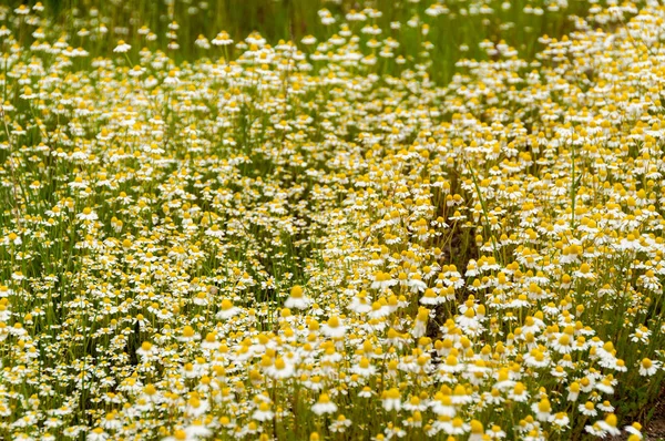 Viele Kamillenblüten an einem Sommer — Stockfoto