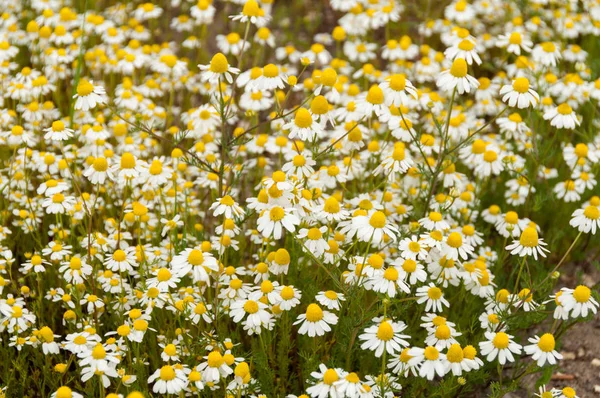 Muitas flores de camomila em um verão — Fotografia de Stock