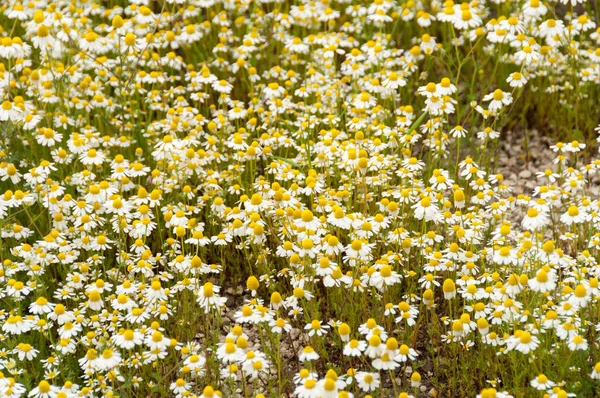 Mnóstwo kwiatów rumianku na letnie — Zdjęcie stockowe