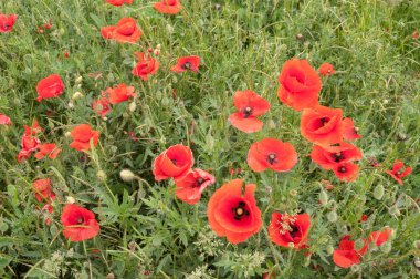 Haşhaş çiçekleri, tomurcukları ve bakla