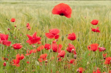 Haşhaş çiçekleri, tomurcukları ve bakla