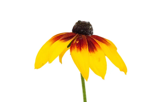 Rudbekia flor no estúdio — Fotografia de Stock