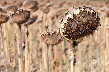 Uçan güvercinler sürüsü