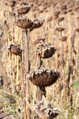 Uçan güvercinler sürüsü