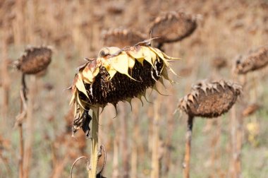 Uçan güvercinler sürüsü