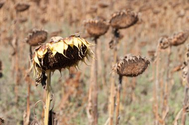 Uçan güvercinler sürüsü