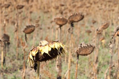 Uçan güvercinler sürüsü